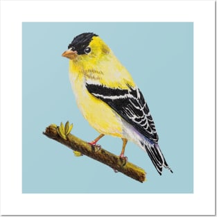 American Goldfinch Drawing (no background) Posters and Art